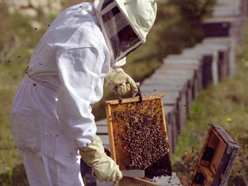 Camera Agricolă Judeţeană Botoşani a primit acreditare pentru cursurile de apicultor, lucrător în domeniul zootehnic şi lucrător agricol