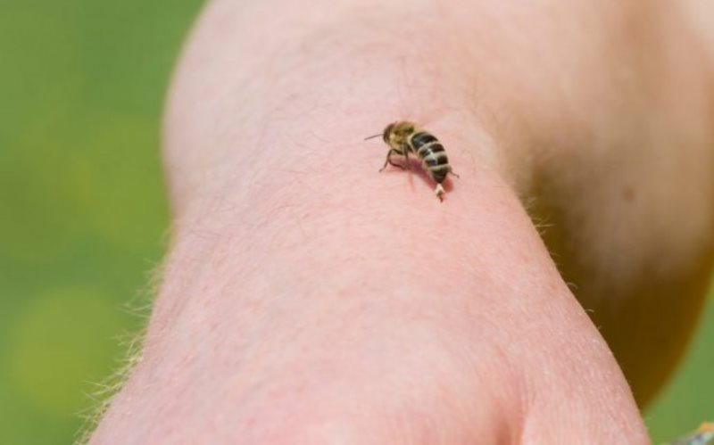 Ghid de supravieţuire în cazul în care ne înţeapă o albină. 10 lucruri care ne pot salva viaţa
