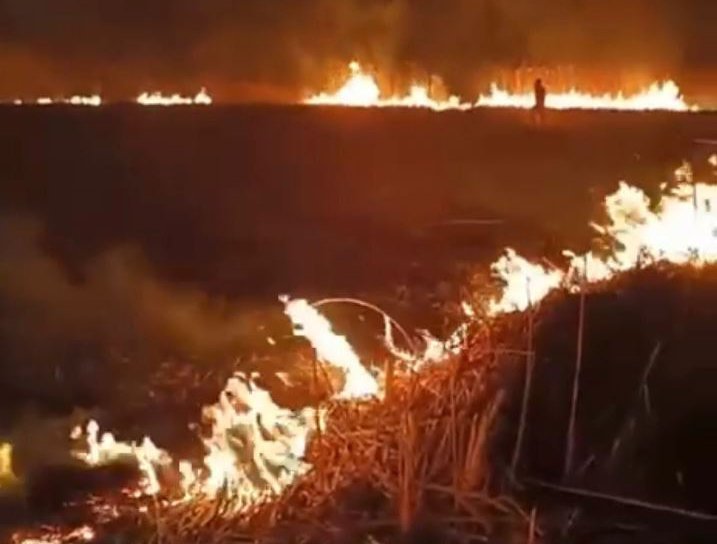 Incendiu de vegetație uscată și stufăriș la Havîrna. Pompierii au intervenit - FOTO