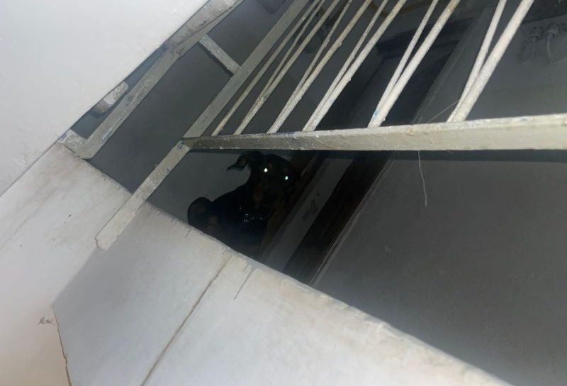 Femeie panicată din cauza unui câine agresiv aflat în fața ușii apartamentului. Jandarmii au amendat proprietarul