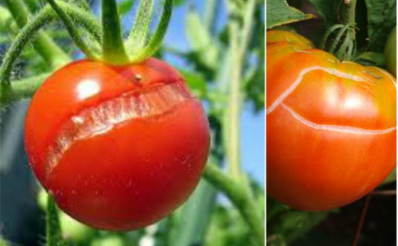 De ce crapă roşiile? Cum poate fi prevenită crăparea tomatelor