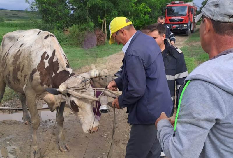 Vacă salvată de pompieri după ce a căzut în râul Miletin