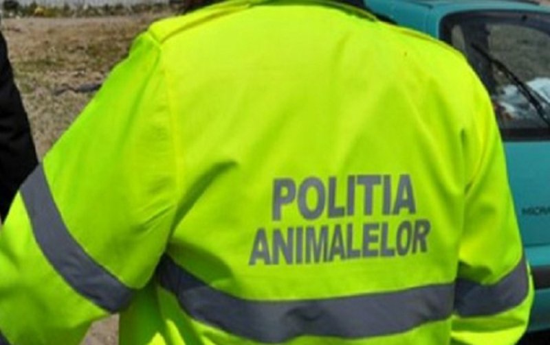 29 de amenzi aplicate în primele 6 luni ale anului, de polițiștii din cadrul biroului pentru protecția animalelor