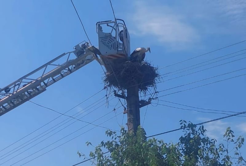 Pui de barză rămas captiv pe un stâlp din Corlăteni salvat de pompierii dorohoieni - FOTO