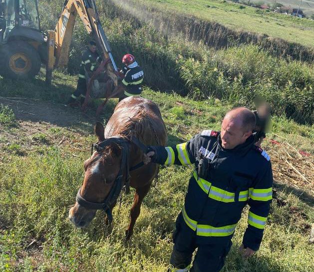 Cal căzut în râul Jijia, salvat de pompieri