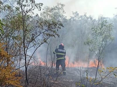 Șapte hectare de vegetație uscată, …