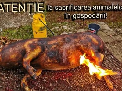 ISU Botoșani: Atenție la sacrificarea …