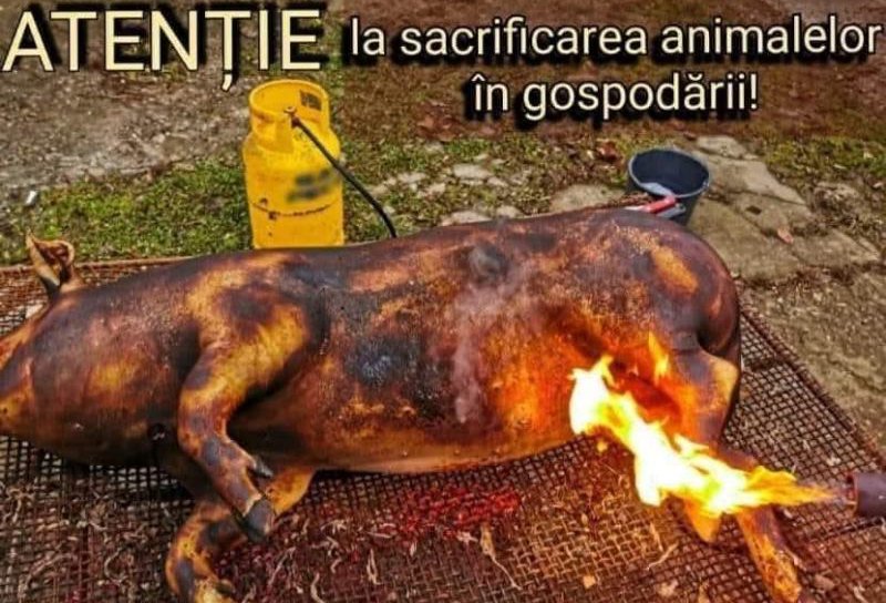 ISU Botoșani: Atenție la sacrificarea animalelor în gospodării!